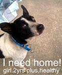 Booney - Mixed Breed Dog