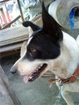 Booney - Mixed Breed Dog