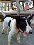 Booney - Mixed Breed Dog