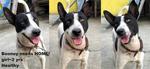 Booney - Mixed Breed Dog
