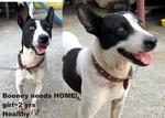 Booney - Mixed Breed Dog