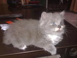 Little Pinky - Persian Cat