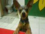 Naughty - Miniature Pinscher Dog