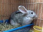 Arnab Pedaging: Chinchilla - Chinchilla Rabbit