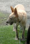 Ramu Boy - Mixed Breed Dog