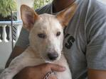 Ramu Boy - Mixed Breed Dog