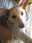 Ramu Boy - Mixed Breed Dog