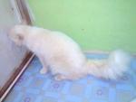 Zaraki Kenpachi - Persian + Domestic Long Hair Cat