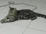 Nico - American Shorthair Cat