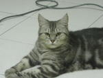 Nico - American Shorthair Cat