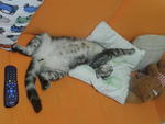 Nico - American Shorthair Cat