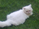 Evaa - Persian Cat