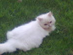 Evaa - Persian Cat