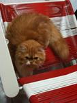 Garfield - Persian Cat