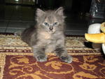 Silver Ray - British Shorthair + Persian Cat