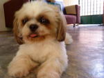 Bobo - Shih Tzu Dog