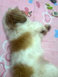 Bobo - Shih Tzu Dog