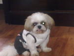 Bobo - Shih Tzu Dog