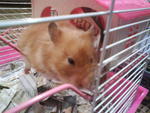 Minnie - Syrian / Golden Hamster Hamster