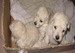 Tiny Toy, Toy N Mini Poodle Puppies - Poodle Dog