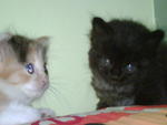 Baby - Domestic Long Hair + Persian Cat