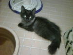 Blacky - Domestic Long Hair + Persian Cat