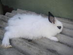 PF17815 - Dwarf + Angora Rabbit Rabbit