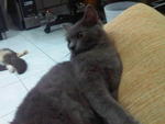 Lion - Exotic Shorthair + Nebelung Cat