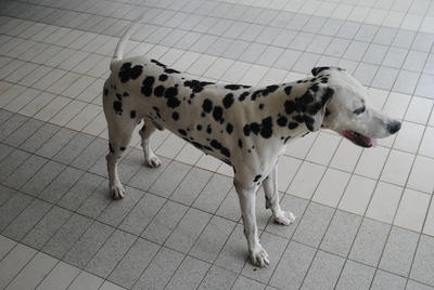 Sam - Dalmatian Dog