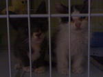 Calico N Blu - Domestic Long Hair + Siamese Cat