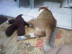 sandy and teddy kepunyaanya