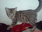 Silver Spotted Bengal - Bengal Cat