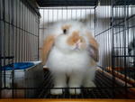 Oren- fuzzy lop buck 4 mths