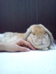 Olay- french lop doe 12 mths