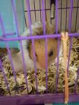 Syrian Hamster - Syrian / Golden Hamster Hamster