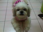 Minnie - Shih Tzu Dog