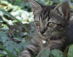 my first portrait photo (in foster mummy's garden).