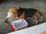 Basset Hound - Basset Hound Dog