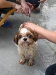 Candy Lost In Bkt. Jelutong, S.alam - Shih Tzu Dog