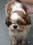 Candy Lost In Bkt. Jelutong, S.alam - Shih Tzu Dog