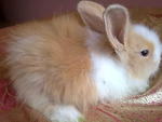 Cute Rabbit - Angora Rabbit Rabbit