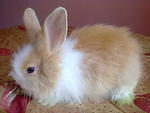 Cute Rabbit - Angora Rabbit Rabbit