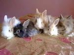 Cute Rabbit - Angora Rabbit Rabbit