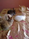 Cute Rabbit - Angora Rabbit Rabbit