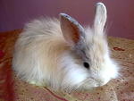 Gebu - Angora Rabbit Rabbit