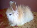 Gebu - Angora Rabbit Rabbit