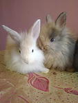 Gebu - Angora Rabbit Rabbit