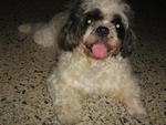 Myjo Has Been Found - Shih Tzu Dog