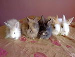 Pure Anggora Rabbit Rm85 - Angora Rabbit Rabbit