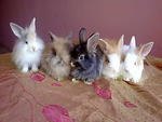 Pure Anggora Rabbit Rm85 - Angora Rabbit Rabbit